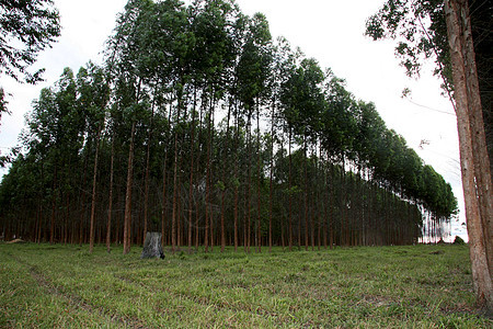 南部Bahhia的eucalyptus种植园草地天空木头桉树苗圃公园记录农场纤维素叶子图片