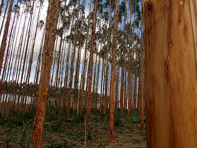 南部Bahhia的eucalyptus种植园工厂植物森林场地纤维素木头苗圃桉树叶子草地图片