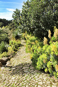 在里斯本辛特拉的 美丽的苏普兰和仙人掌花园自然日房子植物群石头生长植物绿洲沙漠园艺绿叶图片