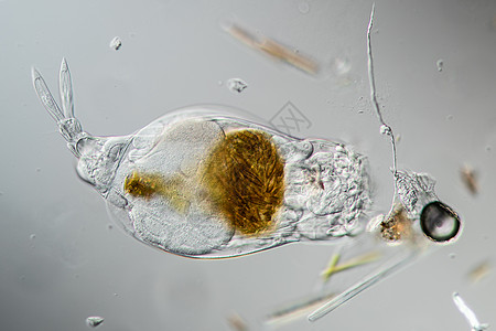 轮渡饲料硅藻生物漩涡纤毛轮虫藻类游泳小动物动物宏观图片