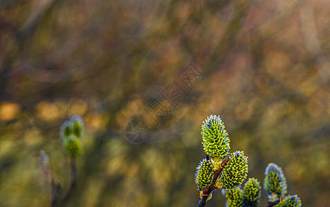 春林的树枝上黄柳花朵公园枝条生长衬套植物群森林天空蓝色植物学季节图片