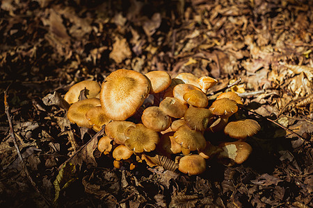 树林里的一群蘑菇蔬菜苔藓饮食团体荒野季节森林食物植物烹饪图片