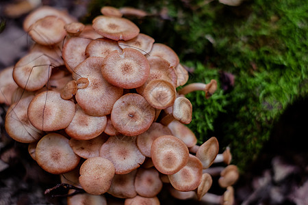 树林里的一群蘑菇饮食植物美食菌类营养季节木头森林苔藓蔬菜图片