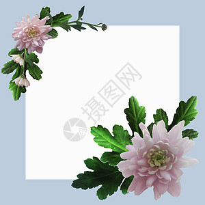 带有粉红色花朵和文字空间的框架花园花蕾菊花植物蓝色树叶明信片叶子拼贴画雏菊图片