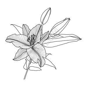 白色背景上带有叶子和芽黑色图形的百合花的逼真线性绘图线条绘画黑与白艺术打印百合花瓣枝条雄蕊矢量图片
