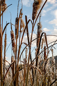 天然背景和质地 可使用自然背景和纹理棕色天空公园植物甘蔗场地芦苇种子蓝色池塘图片
