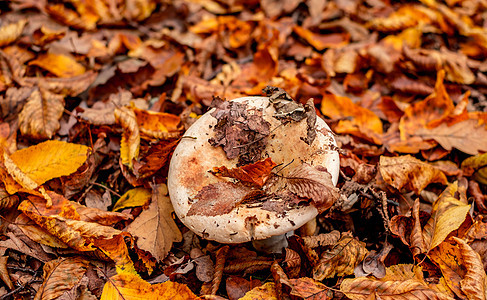 秋叶的蘑菇帽子树叶森林菌类宏观荒野叶子植物群食物植物图片