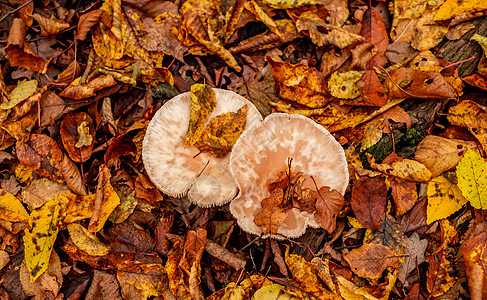 秋叶的蘑菇宏观苔藓树桩森林模具季节荒野时间叶子植物图片