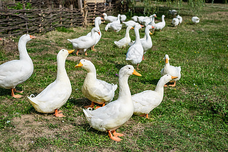 青草中的白鹅水禽鸭子动物翅膀家庭脖子动物群公园家畜村庄图片
