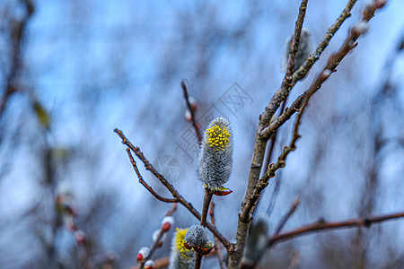 春林的树枝上黄柳花朵植物生活公园生长柳絮木头天空植物群植物学季节图片