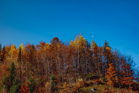 罗马尼亚山区美丽的秋天风景 罗马尼亚山地爬坡木头草地村庄蓝色农村天空羊圈森林小屋图片