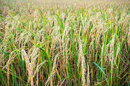 在稻田里 紧闭大米的耳朵农田叶子种植园植物群草地树叶植物稻穗农场长钉图片