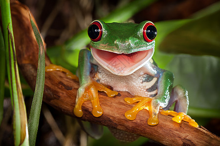 青蛙跳水红眼树青蛙微笑背景
