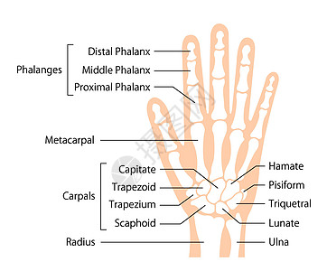 手骨平面矢量图人体解剖学诊所外科医生插图生物学梯形手臂手腕保健科学图片