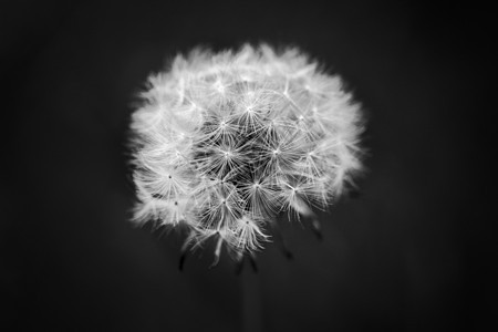 黑白相近的花蓝领头宏观孢子种子植物季节花园脆弱性过敏野花生长图片