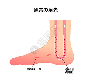 正常足部血液循环图 日本图片