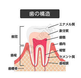 日本牙齿解剖学平面矢量图解牙疼健康牙医教育牙科插图生物学神经治疗保健图片