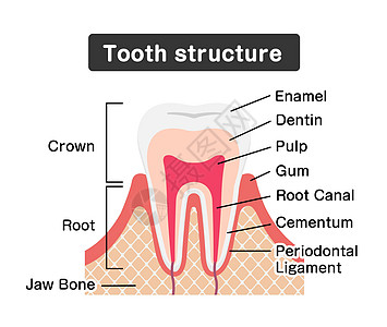 它制作图案的牙齿解剖平面向量信息牙医卫生本质插图教育搪瓷神经身体解剖学图片