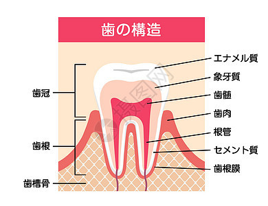 日本牙齿解剖学平面矢量图解牙科磨牙教育信息科学牙疼药品保健治疗生物学图片