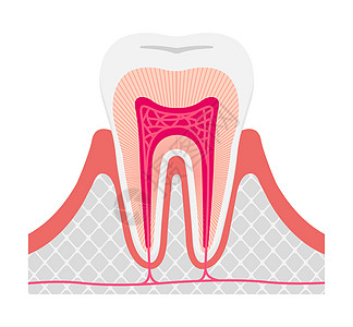 健康的牙齿解剖学平面矢量插图没有 tex图片