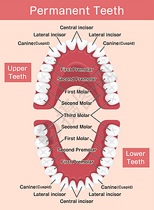 人类恒牙图矢量图制作图案成人牙线牙科学卫生出牙期牙齿解剖学牙列牙科教育图片