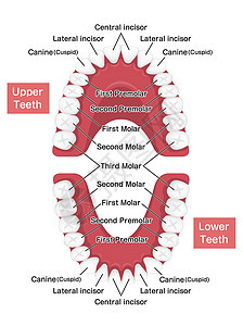 人类恒牙图矢量图制作图案信息牙科牙医解剖学插图磨牙出牙期图表搪瓷犬类图片