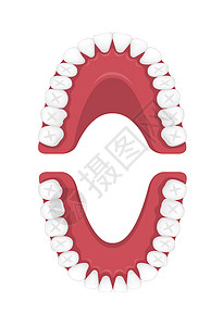 人类恒牙图表矢量图无 tex图片