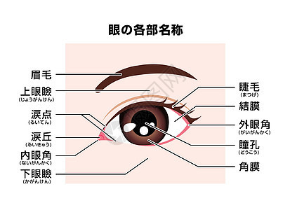 人眼结构的部分矢量图日本名称图片