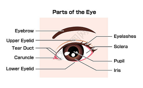 零件向量它制作图案的人眼名称结构图片