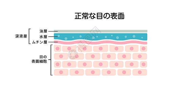 正常眼睛表面的横截面 平面矢量图日本图片