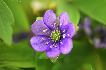 黄色的蓝芽早露春植物季节紫色森林野花花园肝胆蓝色花瓣花朵肝病图片