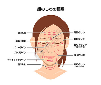 面部皱纹女性面部矢量图日本老化女士美容下巴皮肤美丽护理脖子成人线条图片