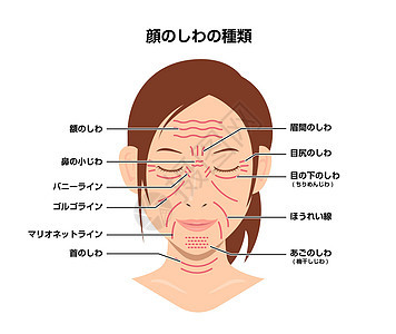 面部皱纹女性面部矢量图日本老化女士美容下巴皮肤美丽护理脖子成人线条图片