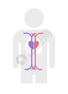 简单的动脉和静脉结构向量它制作图案图片