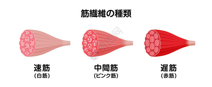 3 种类型的肌肉和红色肌肉矢量插图集男性健身房教育生物学健美器官肌丝插图控制肌纤维图片