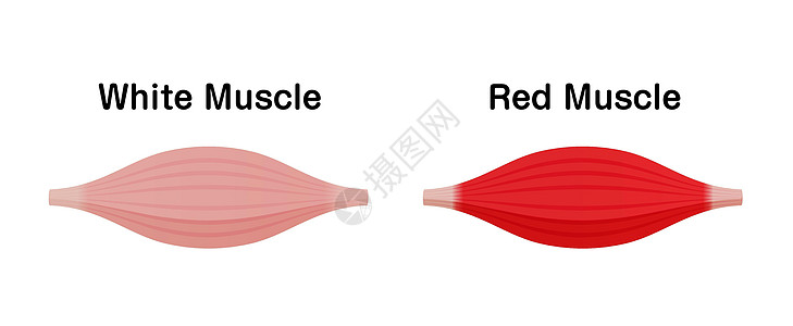 白肌和红肌的区别 矢量图手臂肌丝健身房运动训练身体纤维肌纤维器官科学图片