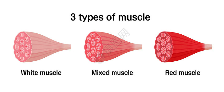两种类型纤维3 种类型的肌肉和红色肌肉矢量插图集纤维手臂力量组织训练器官插图身体科学生物学插画
