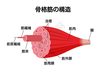 它制作图案的骨骼肌矢量结构器官组织卡通片肌丝运动员健美科学男性健身房解剖学图片