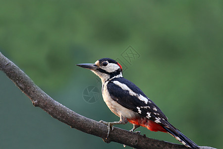 木鸟濒危物种宏观啄木鸟动物用品野生动物图片