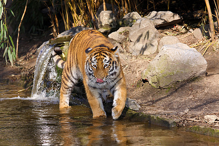 硅虎猫科野猫黑色条纹老虎捕食者哺乳动物毛皮猎人荒野图片