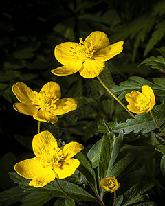 黄色的初春花朵由阳光照耀植物群宏观植物学生活生长季节性草本植物植物荒野花瓣图片