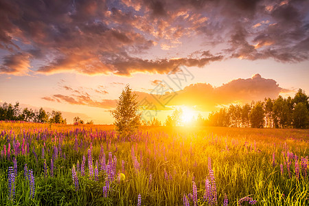 日落或日出在山上 山上有紫色的野葡萄 野花 年轻的树枝和阴云太阳爬坡太阳光阳光夏花生长桦木射线地平线图片