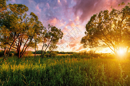 日落在有柳树的田野中 太阳光照亮了它们 夏季天空背景多云田园公园绿色土地树木季节太阳风光阳光图片