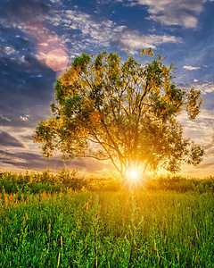 日落在有柳树的田野中 太阳光照亮了它们 夏季天空背景多云树木公园田园土地太阳阳光季节风光绿色图片