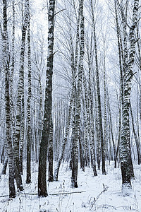 冬日下雪后伯奇森林 伯奇树枝上覆着积雪木头树林雪景天气风景树干桦木场景白色林地图片