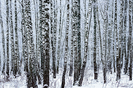 冬日下雪后伯奇森林 伯奇树枝上覆着积雪季节暴风雪树林白色风景降雪林地场景天气树干图片