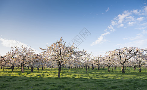 春天在蓝天下 有果园 盛开樱桃树樱花插图蓝天花园蓝色天空花瓣公园植物植物群图片