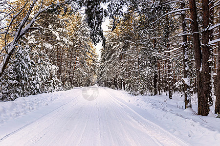 在阳光明媚的一天 汽车路穿过松树冬季森林 带雪松林木头景观低温场景树干旅行小路林地晴天图片