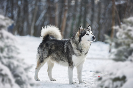 冬季散步时雪林中阿拉斯加恶犬的肖像 选择焦点 空白空间图片