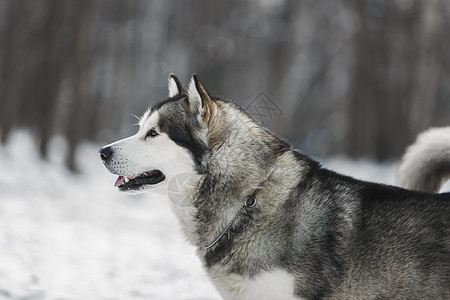 冬季森林雪上阿拉斯加恶犬的侧面视图 其背景模糊图片